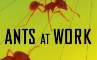 Ants at Work: How an Insect Society is Organized