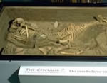 photograph of centaur bones in a glass topped case